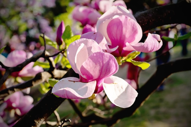 Kwiaty magnolii