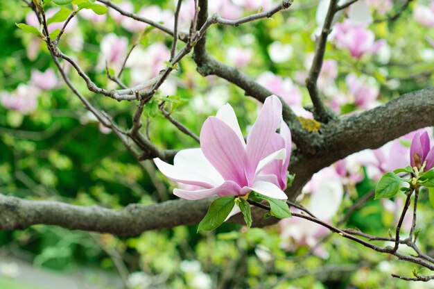 Kwiaty magnolii