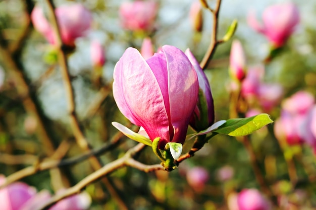 Kwiaty magnolii