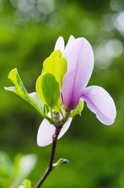 Kwiaty magnolii