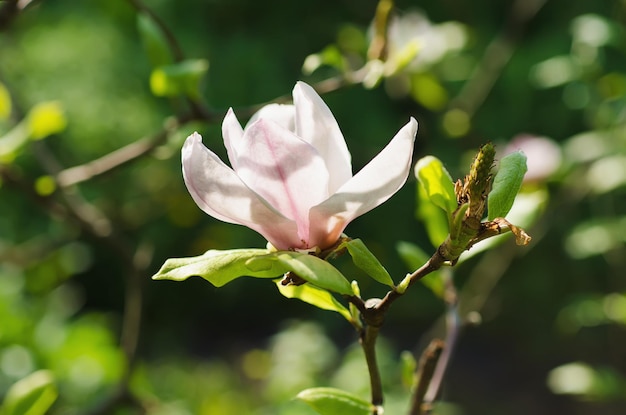 Kwiaty magnolii