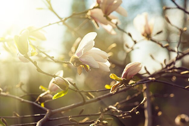 Kwiaty magnolii