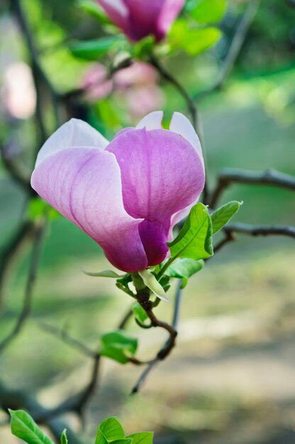 Kwiaty magnolii