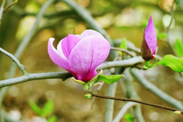 Kwiaty magnolii