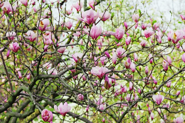 Kwiaty magnolii