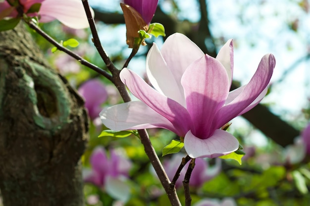 Kwiaty Magnolii