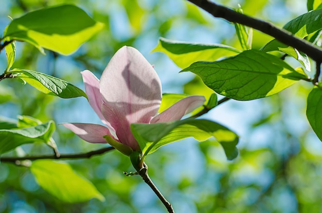 Kwiaty magnolii