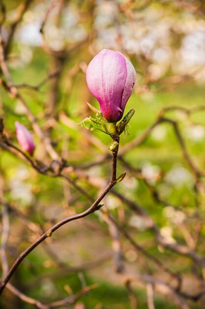 Kwiaty magnolii