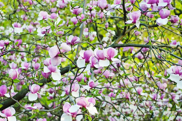 Kwiaty magnolii