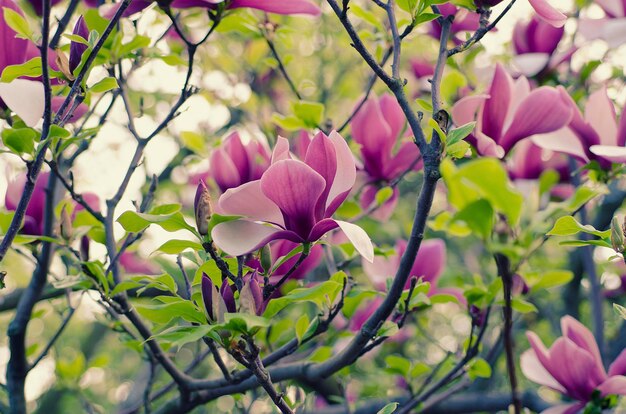 Kwiaty magnolii