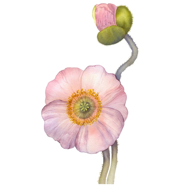 Kwiaty maku akwarelowe ilustracja kwiatowy bukiet botaniczny Druk plakat dekoracyjny tapeta