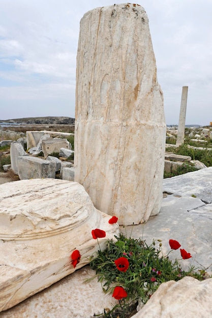 Kwiaty maku pod starożytnymi ruinami Delos Grecja