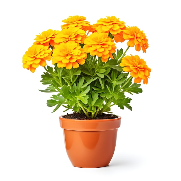 Kwiaty marigold w garnku na białym tle