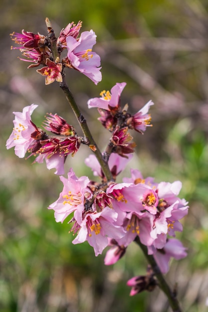 Zdjęcie kwiaty migdałów, prunus dulcis, kwitnące