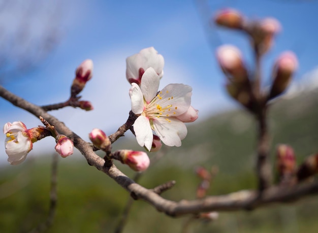 Kwiaty migdałowe Prunus dulcis na drzewie w słoneczny dzień w Grecji