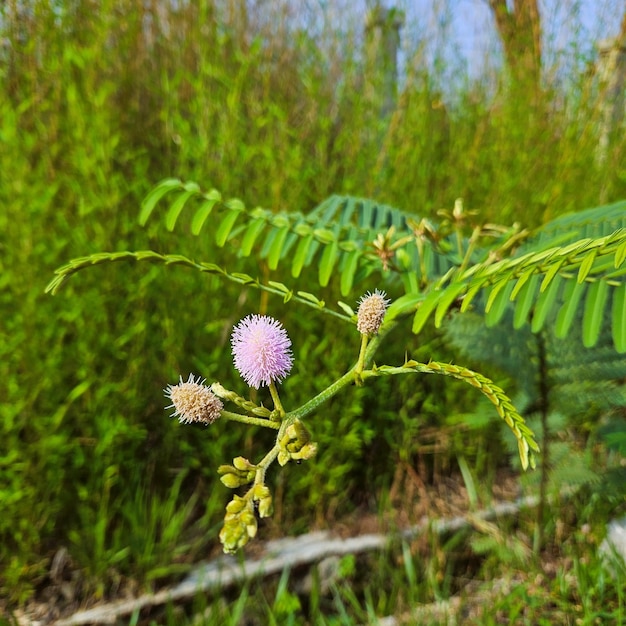 Zdjęcie kwiaty mimosa pudica kwitną jasno różowo rano