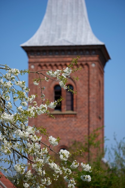 Zdjęcie kwiaty mirabelki kwitnące przed wieżą kościoła rośliny drzewiaste z pięknymi białymi gałązkami kwitnącymi wiosną na wsi biała kwitnąca śliwa w tradycyjnej wiosce niedaleko kaplicy
