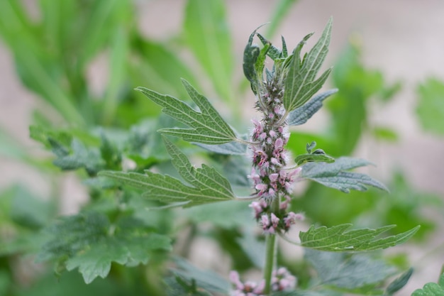 Zdjęcie kwiaty motherwort z bliska zdrowe zielone rośliny ogrodowe wieloletnia roślina ziołowa