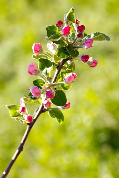 Zdjęcie kwiaty na gałęzi drzewa owocowego.