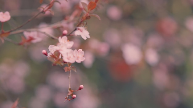 Kwiaty na gałęzi w słoneczny dzień kwitnący ogród różowe kwiaty kwitnące s drzewa jabłka na wiosnę