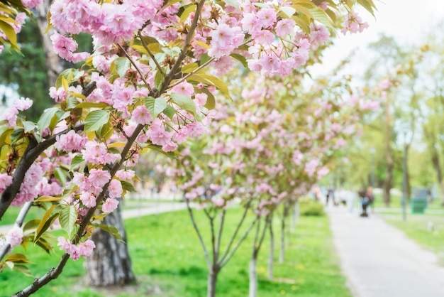 Kwiaty Na Wiosennych Kwiatach Sakura