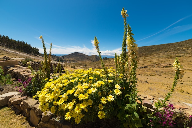 Kwiaty Na Wyspie Słońca, Jeziorze Titicaca, Boliwia