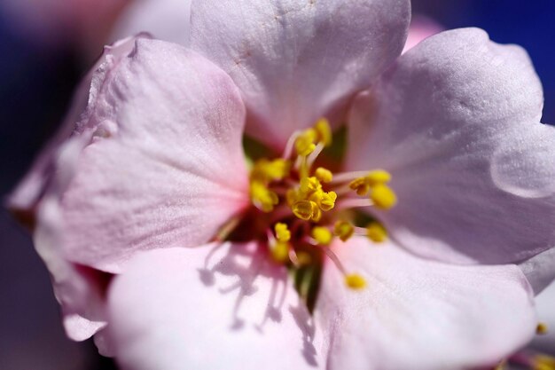 Kwiaty naturalne i dzikie Flor del Almendro