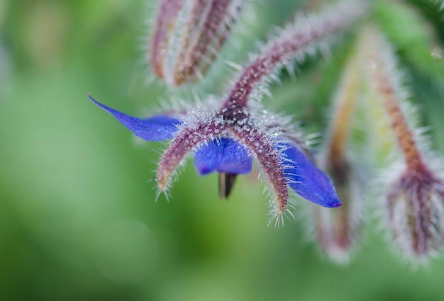 Kwiaty ogórecznika z bliska Borago officinalis makro