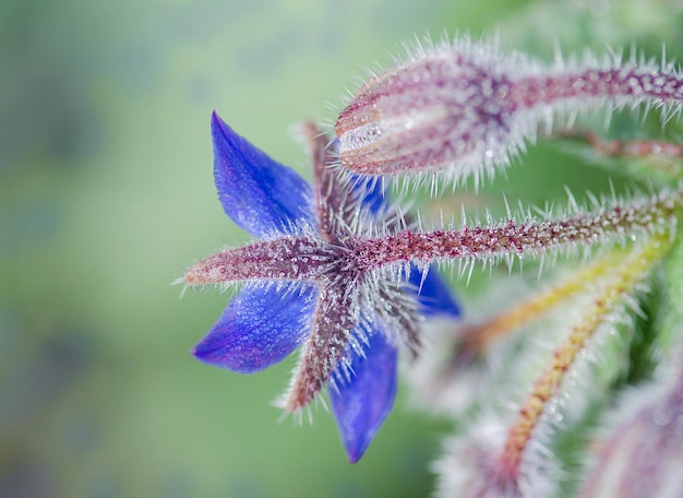 Kwiaty ogórecznika z bliska Borago officinalis makro