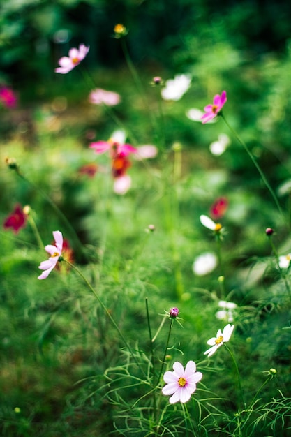 Kwiaty ogrodowe Daisy i koncepcja w stylu natury