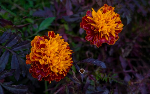 Kwiaty ogrodowe Marigold Tagetes w zbliżeniu Kwiaty ozdobne żółte i pomarańczowe Kwiaty z płatkami