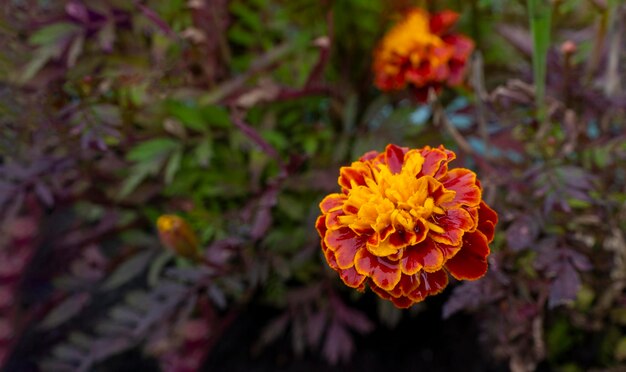 Zdjęcie kwiaty ogrodowe marigold tagetes w zbliżeniu kwiaty ozdobne żółte i pomarańczowe kwiaty z płatkami