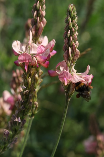 Zdjęcie kwiaty onobrychis viciifolia z trzmielem