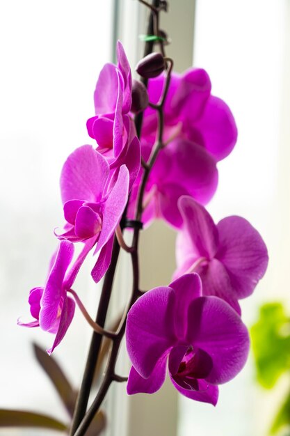 Kwiaty orchidei Kwiaty do domu kwiaty orchidei rosnące domy