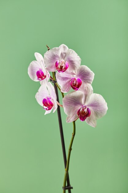 Kwiaty orchidei phalaenopsis białe kwiaty z różowymi żyłkami i rdzeniem na zielonym tle