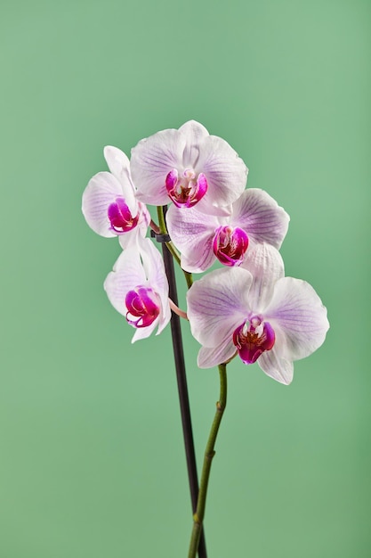 Kwiaty Orchidei Phalaenopsis Białe Kwiaty Z Różowymi żyłkami I Rdzeniem Na Zielonym Tle