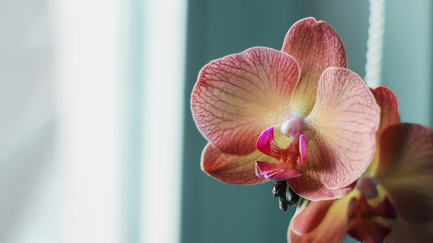 Kwiaty orchidei Phalaenopsis na jasnym tle