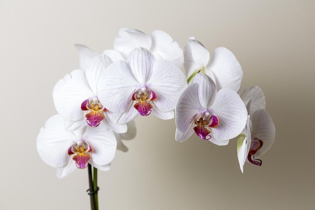 Kwiaty orchidei w biało-różowych kolorach na brązowym tle