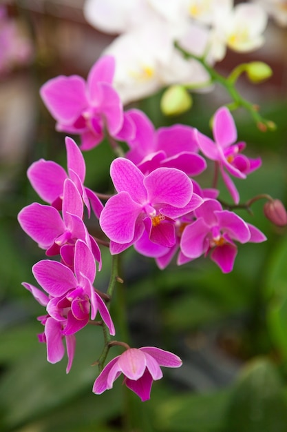 kwiaty orchidei