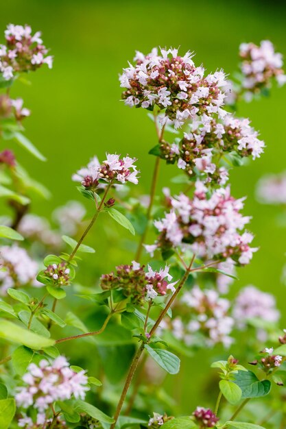 Zdjęcie kwiaty oregano w naturalnym tle