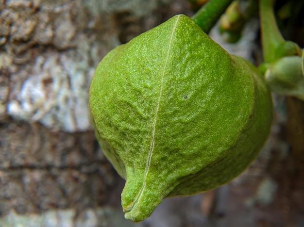 Kwiaty owocowe soursop nie zakwitły