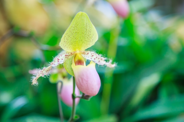 Kwiaty: pantofelek damski, pantofelek damski lub pantofelek Paphiopedilum