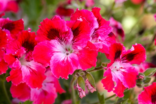 Kwiaty pelargonii królewskiej Pelargonium grandiflorum