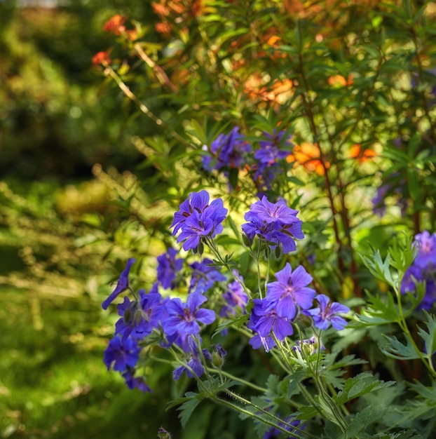 Kwiaty pelargonii łąkowej kwitnące w parku w przyrodzie Wiele fioletowych roślin rosnących i kwitnących latem na polu Piękne fioletowe rośliny kwitnące pączkujące w ogrodzie Dzikie rośliny rosnące na łące