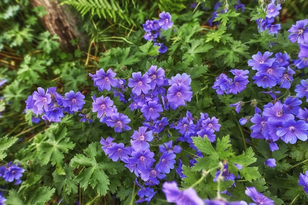 Kwiaty pelargonii łąkowej rosnące latem na zielonym polu z góry Widok z góry na fioletowe rośliny kwitnące wiosną w bujnym ogrodzie botanicznym Piękne fioletowe rośliny kwitnące w lesie