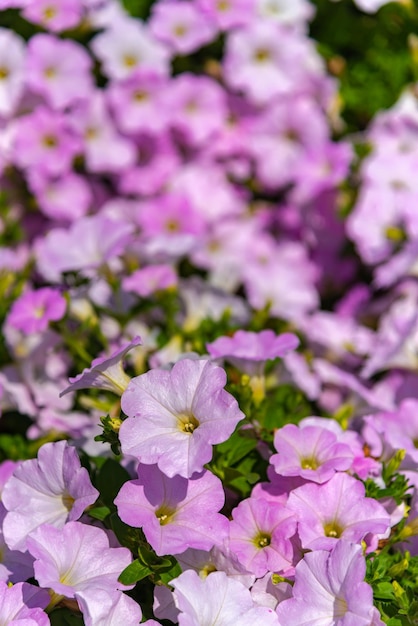 Kwiaty petunii Petunia hybrida w ogrodzie Kwietnik z wielobarwnymi petuniami na wiosnę