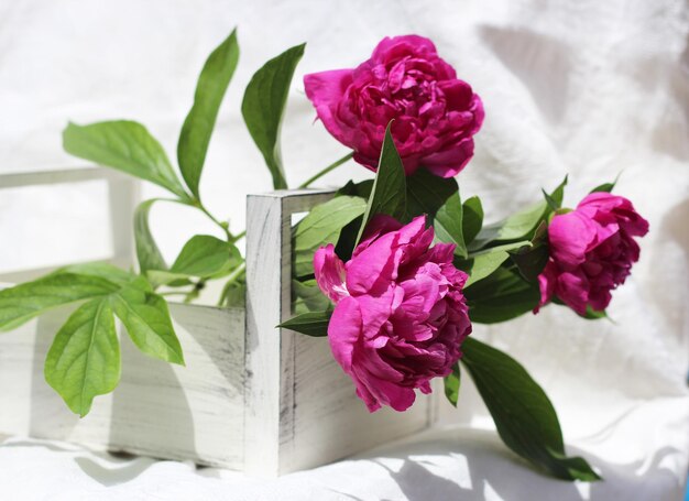 Kwiaty piwonii w drewnianym pudełku kosz na białym tle kompozycja florystyczna dostawa kwiatów