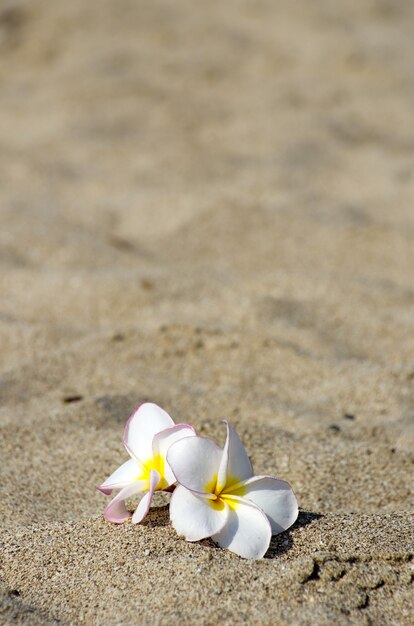 Kwiaty Plumeria alba na piasku