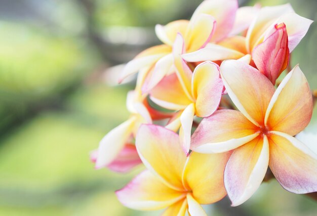 Kwiaty plumeria lub frangipani w ogrodzie