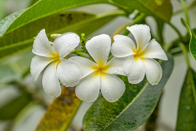 kwiaty plumeria lub frangipani